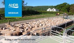 Buying a ram for maternal traits webinar